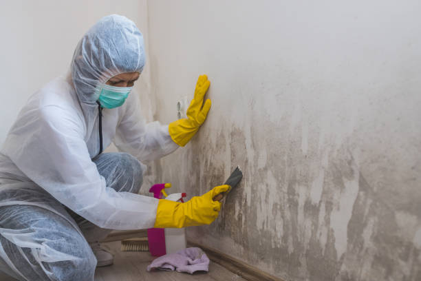 Best Mold Removal for HVAC Installations  in Marillo, CA